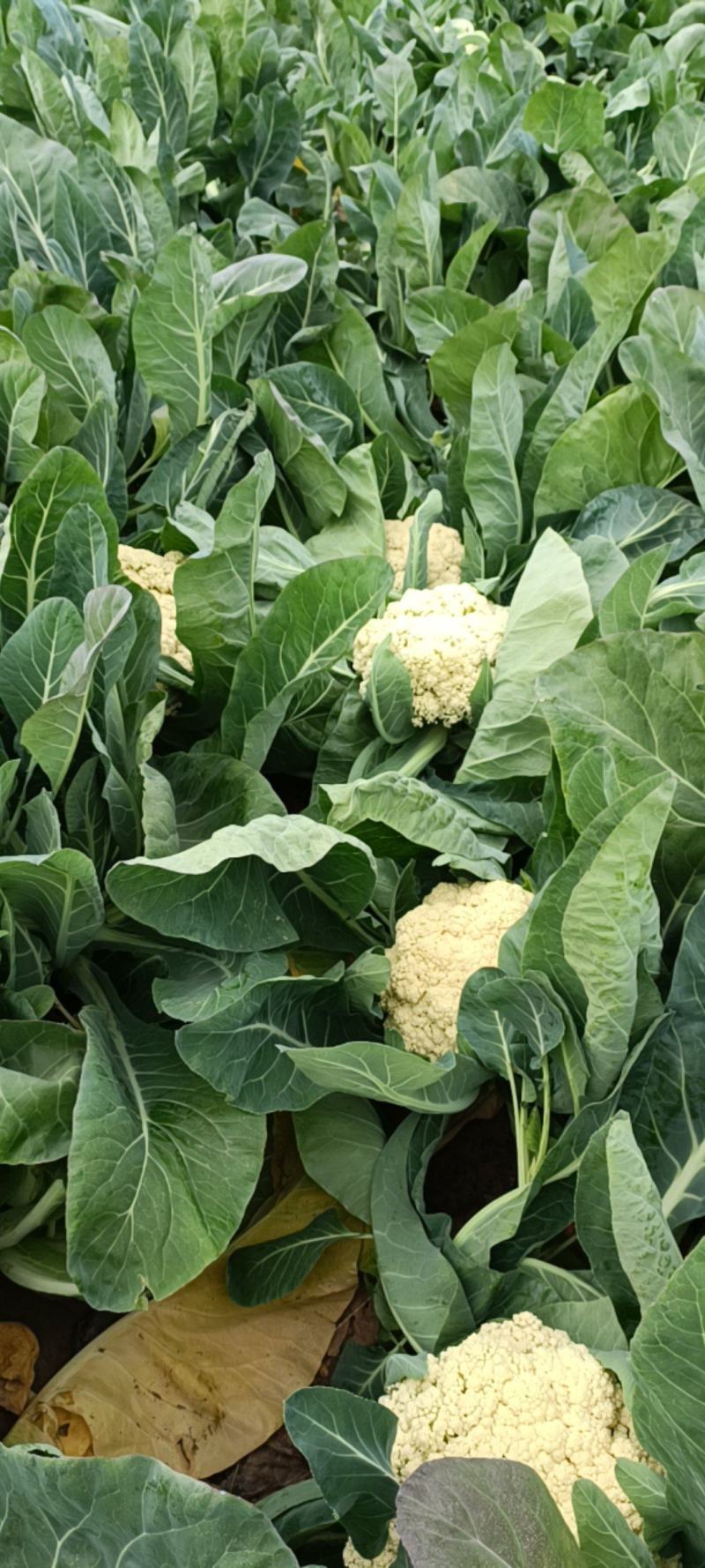 有机花，无机花，专业菜诚信合作发全国各地市场市场