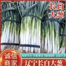 山东费县<font color=red>大葱</font>铁杆<font color=red>大葱</font>新鲜<font color=red>大葱</font>净葱真实