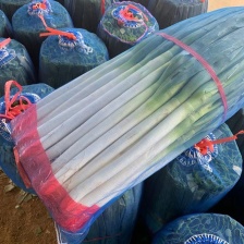 山东费县大葱铁杆大葱新鲜大葱净葱真实报价