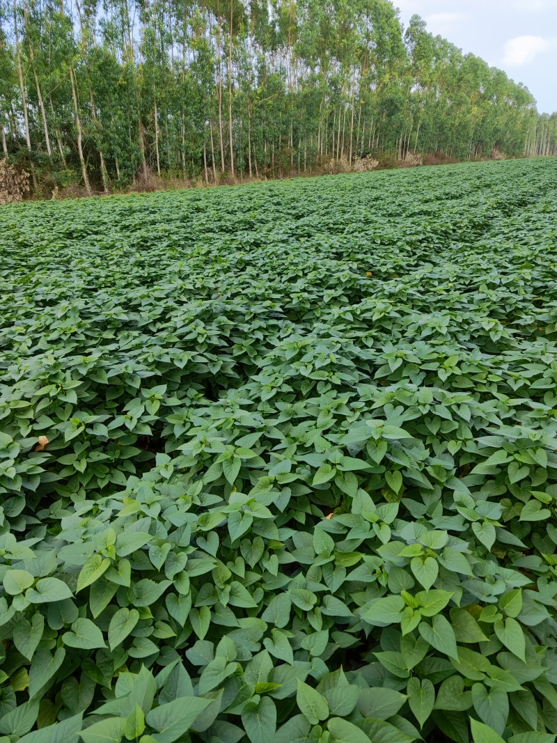 梓锋蔬菜合作社