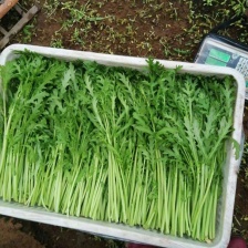 辽宁锦州小叶茼蒿产地直发一手货源电商市场商超