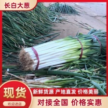 上蔡赵锋大葱种植户