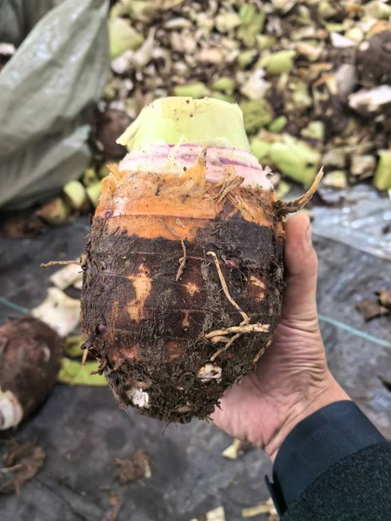 荔浦芋头，大量有货，欢迎新老客户前来合作，