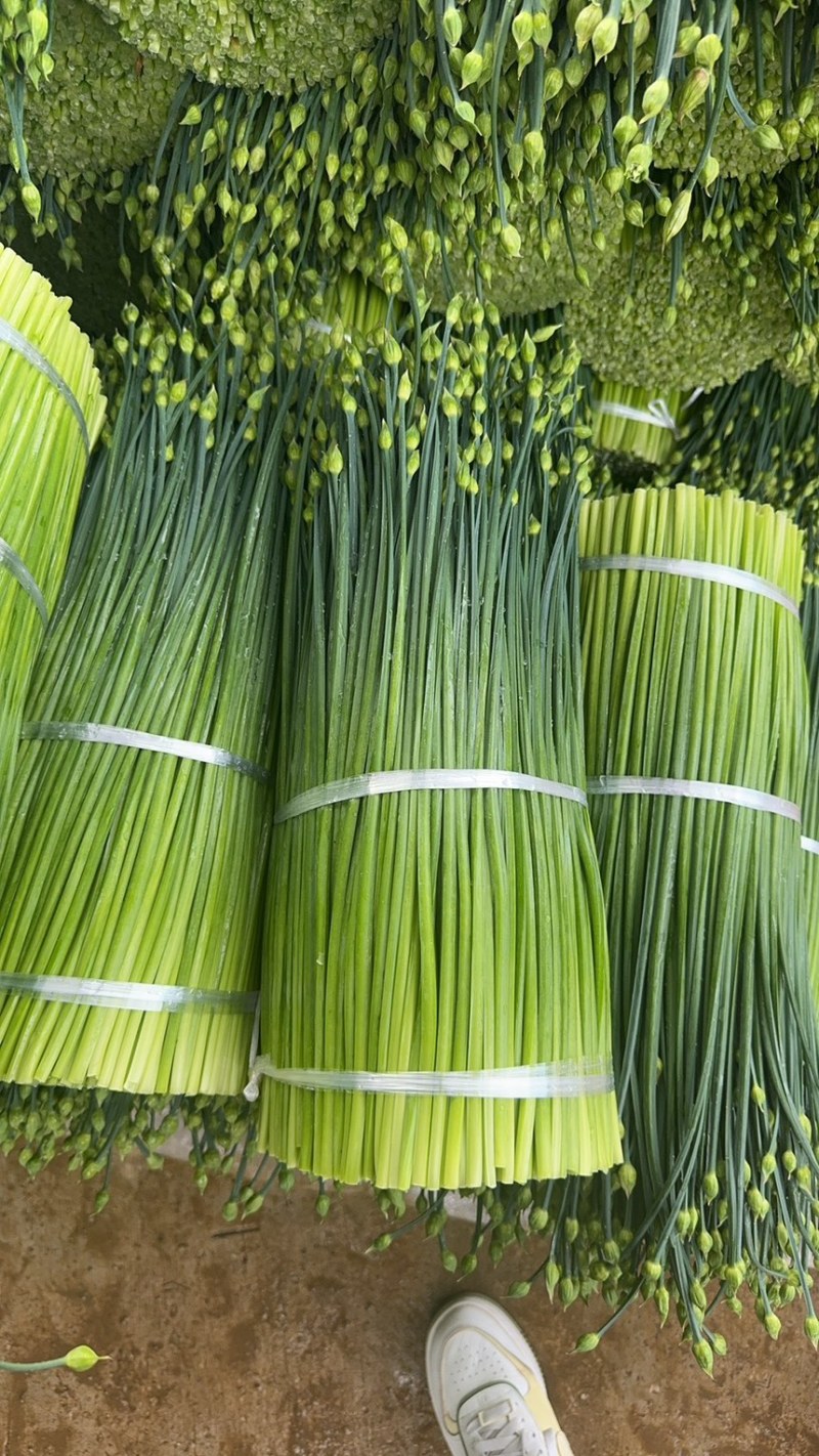 韭苔新鲜韭苔电商市场商超货源产地直发一手货源