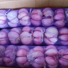 大蒜 紫皮蒜 精品大蒜 对接全国 可对接加工长出口等