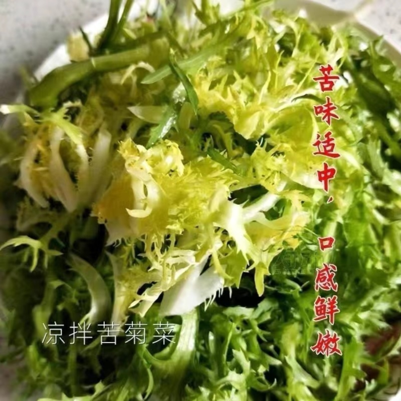 精品苦菊自家农场种植现摘现发量大质优欢迎全国各地客商联系