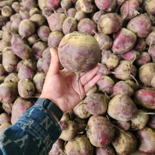 新鲜苏子叶三文鱼日韩料理摆盘装饰新鲜紫苏寿司料理刺身叶