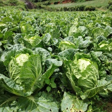 安徽蚌埠怀远县，大量上市，