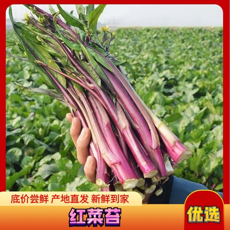 湖北枝江万亩红菜苔 精品 一手货 供应批发商