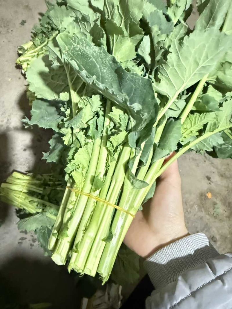 板苔菜苔大量有货