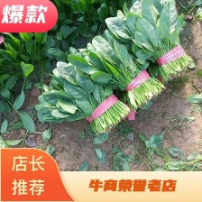 趴地菠菜，黑圆叶菠菜，精品菠菜。