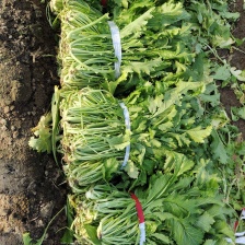 大量供应雪里红，花叶，板叶 一手货源 量大从优 欢迎来电