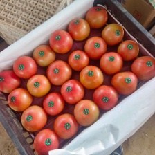 山东平邑 硬粉<font color=red>西红柿</font> 大量上市了，货