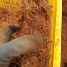 广东湛江新鲜毛薯  大条  粉糯 口感好  产地大量走货