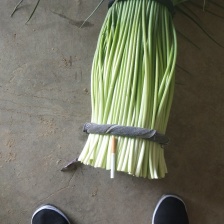 供应蒜薹，产地直发，质量保证，各种包装供应