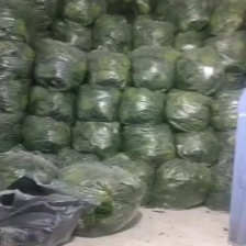 黄心乌。 精品全国发货更专业，质量有保证，专业团队