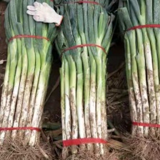 （精品）柏乡硕鑫<font color=red>大葱</font>，质量保证，货源