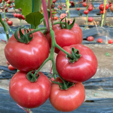 <font color=red>西红柿</font> 硬粉 ，弧三果，亮糖度10以