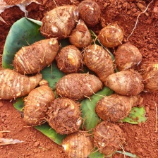 云南牛奶小毛芋头早上市/工厂货/电商货/