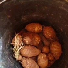 云南牛奶小毛芋头早上市/工厂货/电商货/