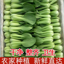 小青菜 油菜 基地直销 量大质优 价格优惠 欢迎各大老板采购