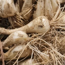 藠头当季新鲜藠头欢迎对接合作