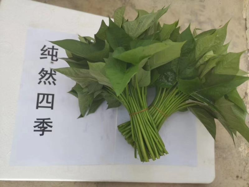 海南 红薯叶 地瓜叶 航空直发 常年供应 货源稳定