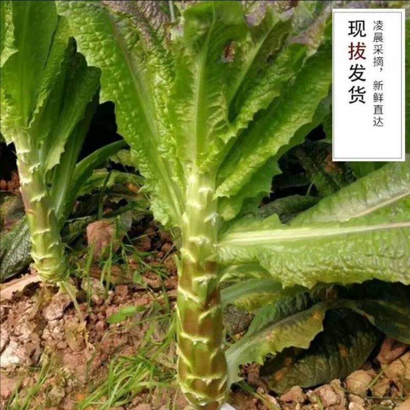 紫叶香莴笋 莴苣 产地直销 看货论价 保质保量 欢迎订购
