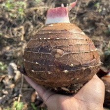 云南河口大香芋人头芋丶产地直发丶品质保证丶欢迎联系我订货