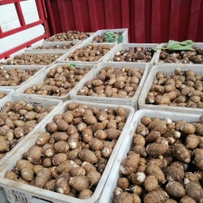 云南河口大香芋人头芋丶产地直发丶品质保证丶欢迎联系我订货