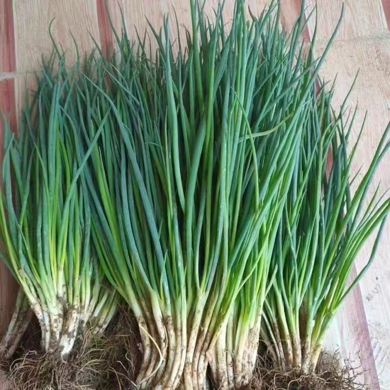 湖北小葱 香葱产地大量有货 全国各地可供应 保质保量。