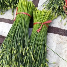 万亩韭菜耐寒韭台，可按要求包装，对接各大市场，可打冷发车