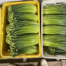 万亩韭菜耐寒韭台，可按要求包装，对接各大市场，可打冷发车