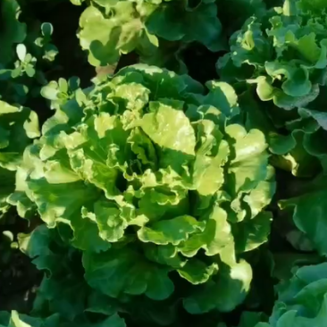 云南泡沫箱意大利生菜批发  基地专业培育生菜精品生菜