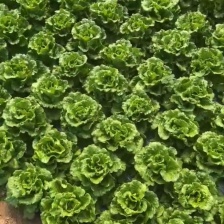 云南泡沫箱意大利生菜批发  基地专业培育生菜精品生菜