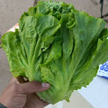 云南泡沫箱意大利生菜批发  基地专业培育生菜精品生菜