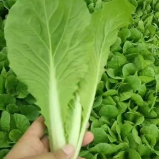 范宏奇蔬菜商行