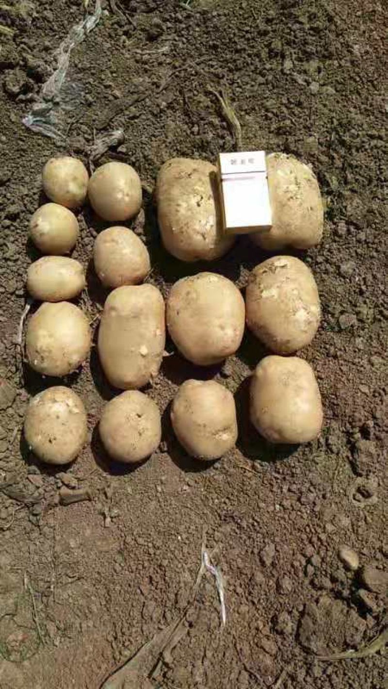 沃土加，荷兰15    实验1沃土土