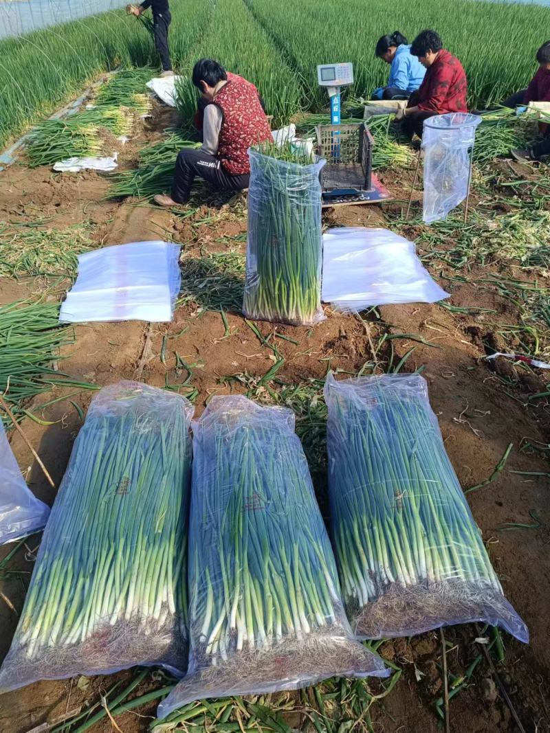 山东小香葱小葱产地一手货源代发全囯对接电商团购超市批发