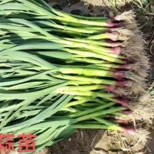 红根直叶蒜苗 大量上市 产地现挖现发 价格优惠 欢迎来电洽谈