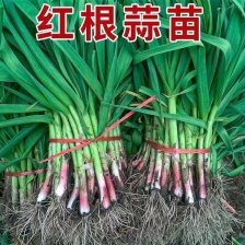 红根直叶蒜苗 大量上市 产地现挖现发 价格优惠 欢迎来电洽谈