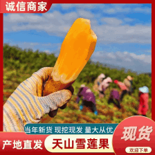 天山雪莲果一件代发