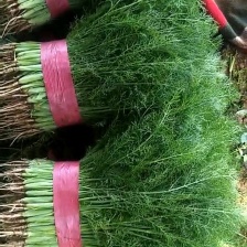 河北 茴香大量上市产地一手货源保质保量欢迎随时联系