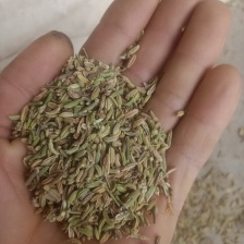 河北 茴香大量上市产地一手货源保质保量欢迎随时联系