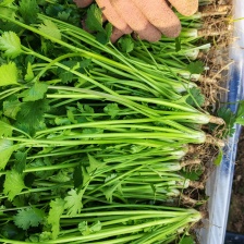 河北 茴香大量上市产地一手货源保质保量欢迎随时联系