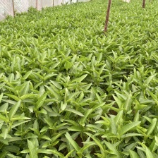 好在来蔬菜叶菜店