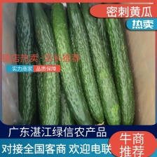 【广东黄瓜】密刺黄瓜/徐闻黄花/产地货源/价格便宜
