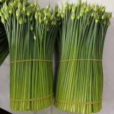 韭苔，陆地韭菜苔陆续上市中，露天韭苔开始上市