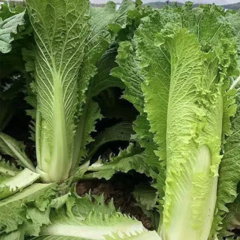 麻叶青白菜 青麻叶 宜昌青麻叶 新鲜麻叶菜 产地发货