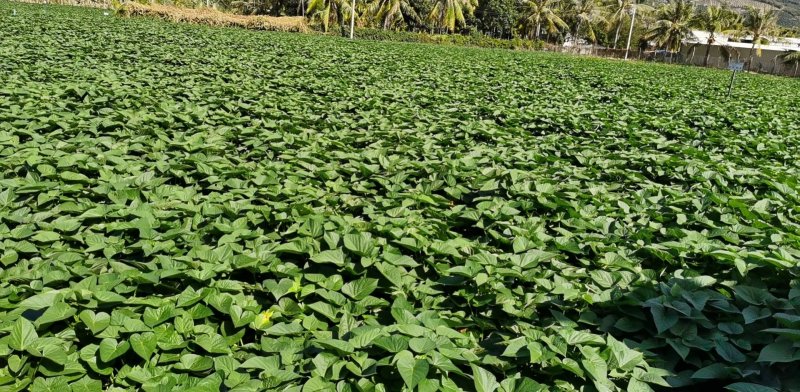 苕尖苗 番薯苗 红薯苗 优质种苗 番薯叶 番薯尖